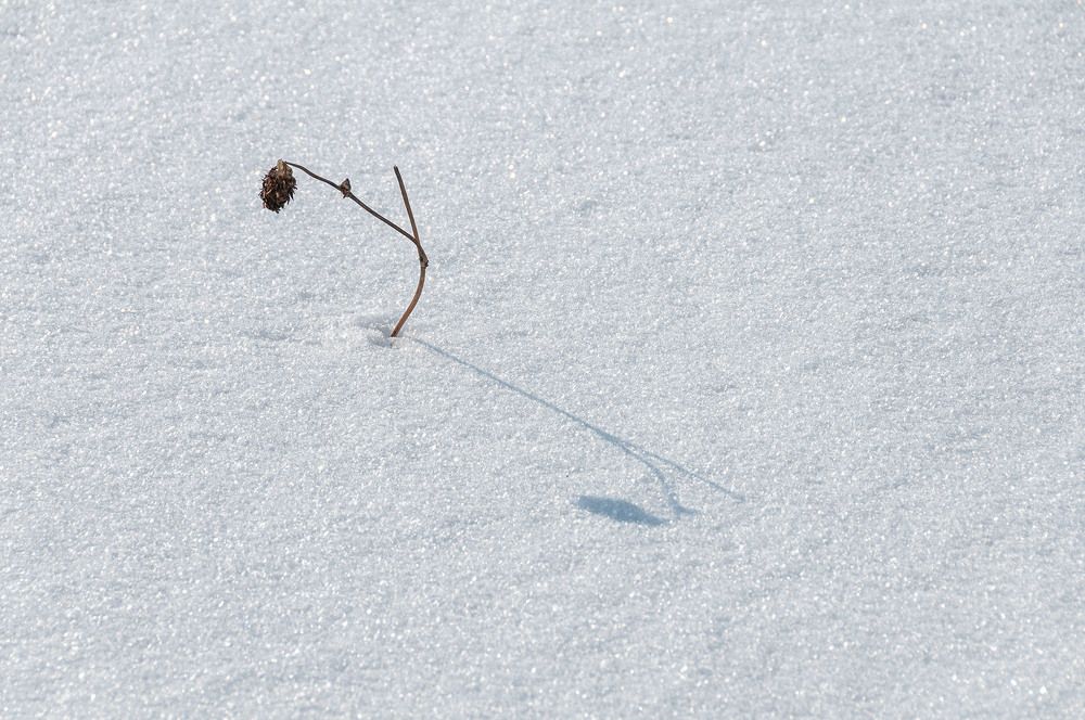 Photograph by Vladimir  Komarov