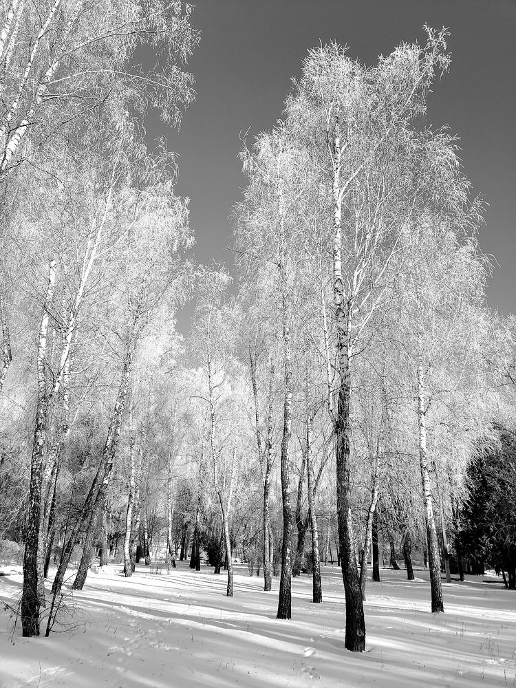 Приодетые берёзки