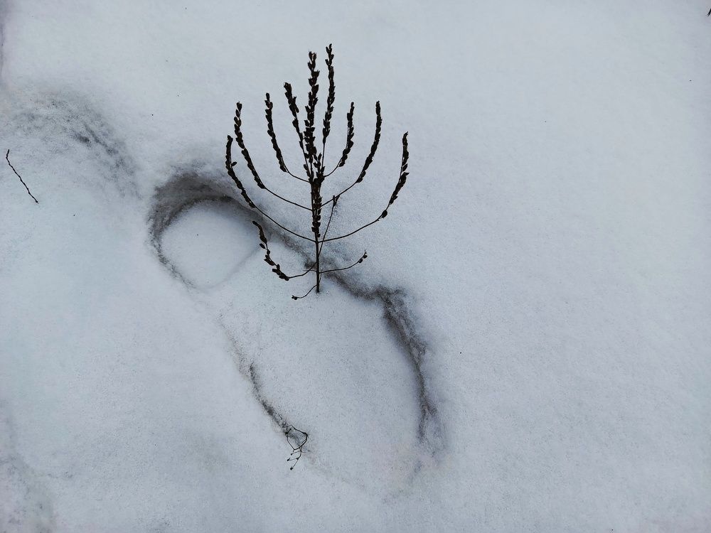 Photo #11703096