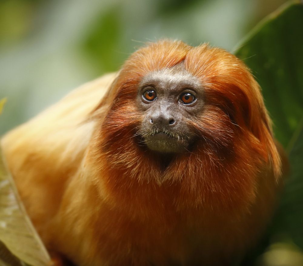 Photograph by Johan Koch