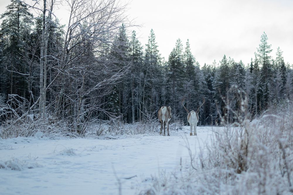 Photograph by Nikolay Zapolnov