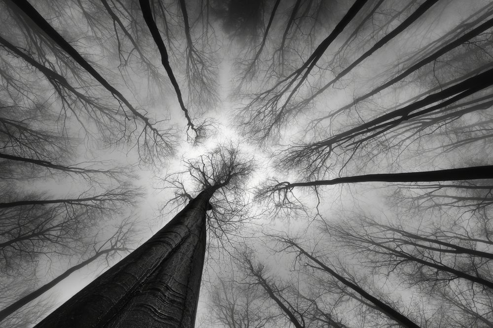 Photograph by Pavlasek Tom