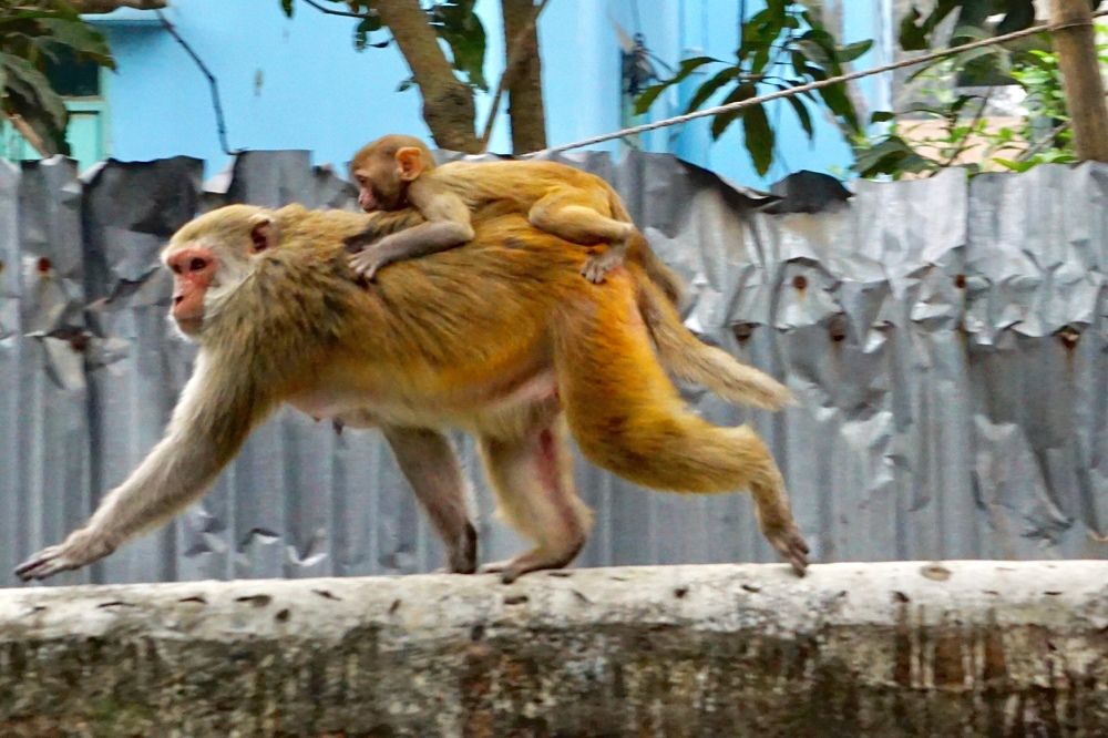 Фотография автора Washiful Majid