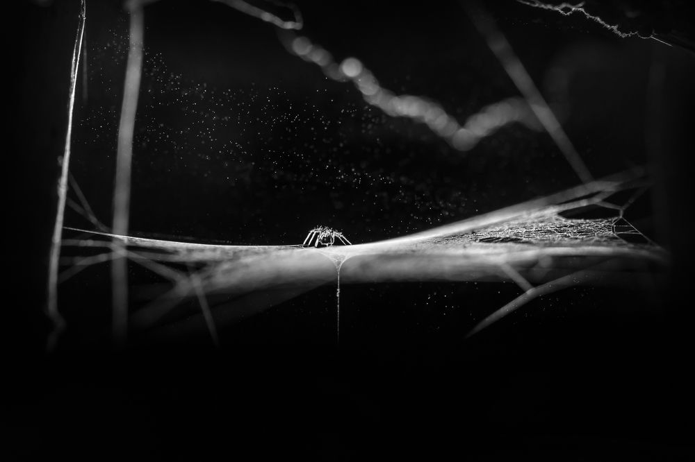 Photograph by Соварцева Ксения