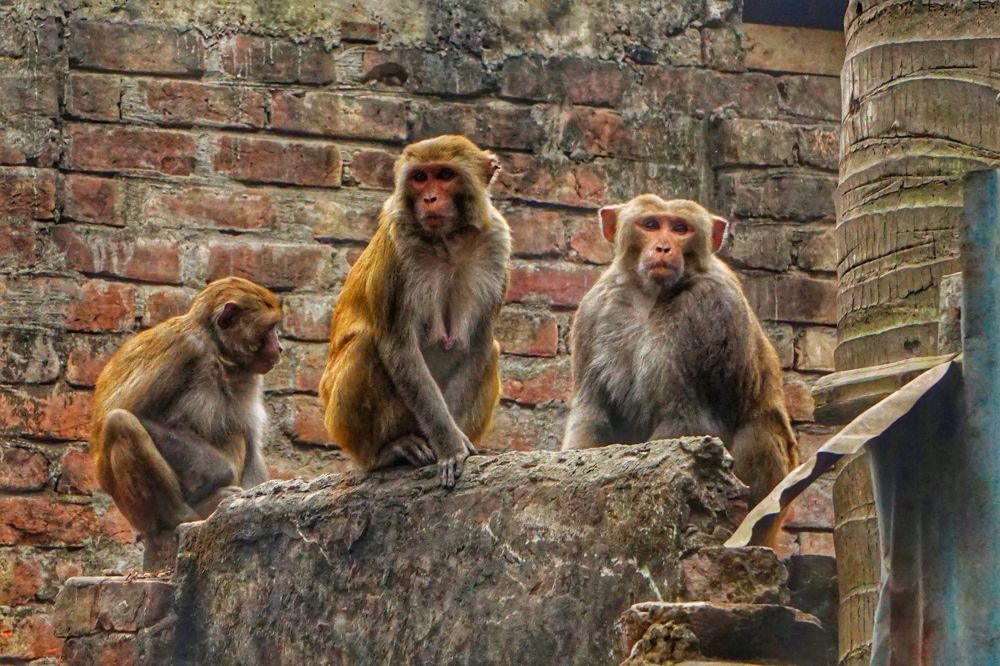 Фотография автора Washiful Majid