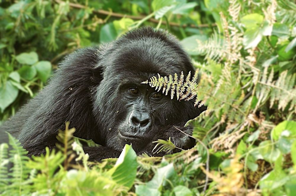 Photograph by Dipanjan Ray