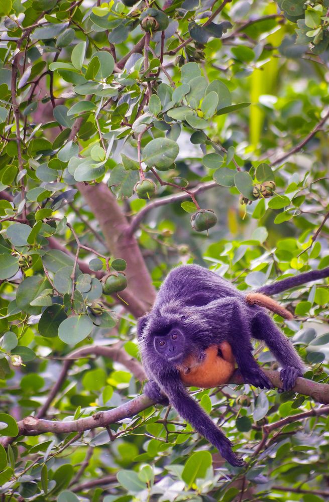 Silver langur holding her orange baby