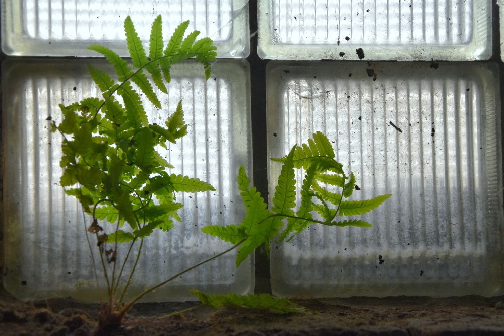 Photograph by Dimon Grinih