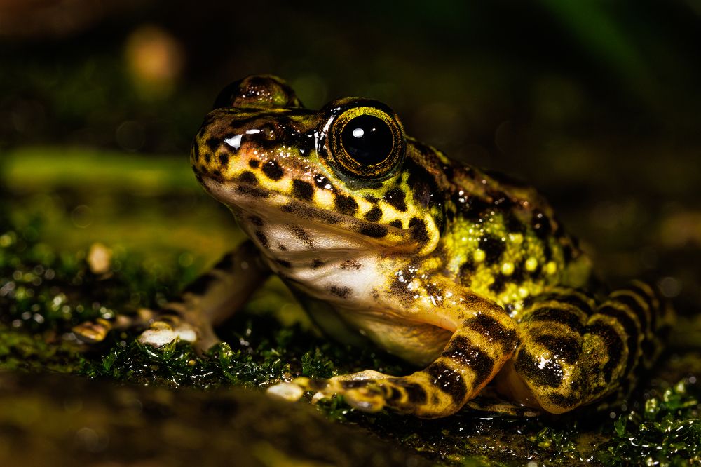 Фотография автора Rajarshi Roy