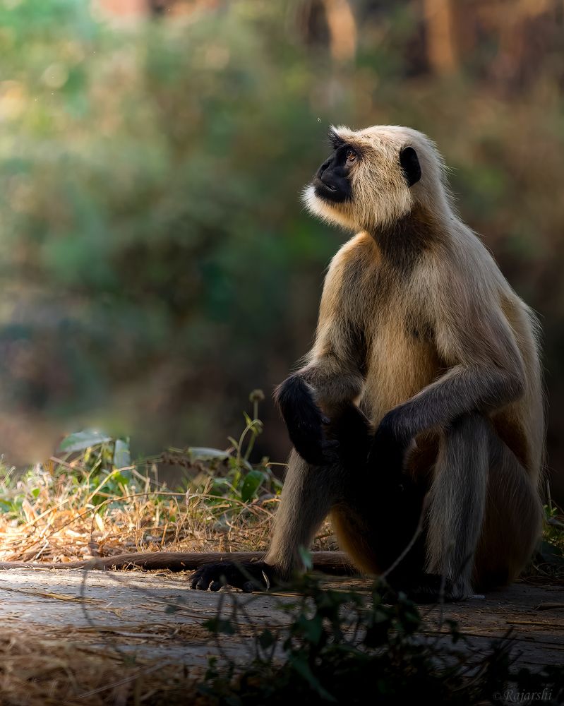 Photograph by Rajarshi Roy