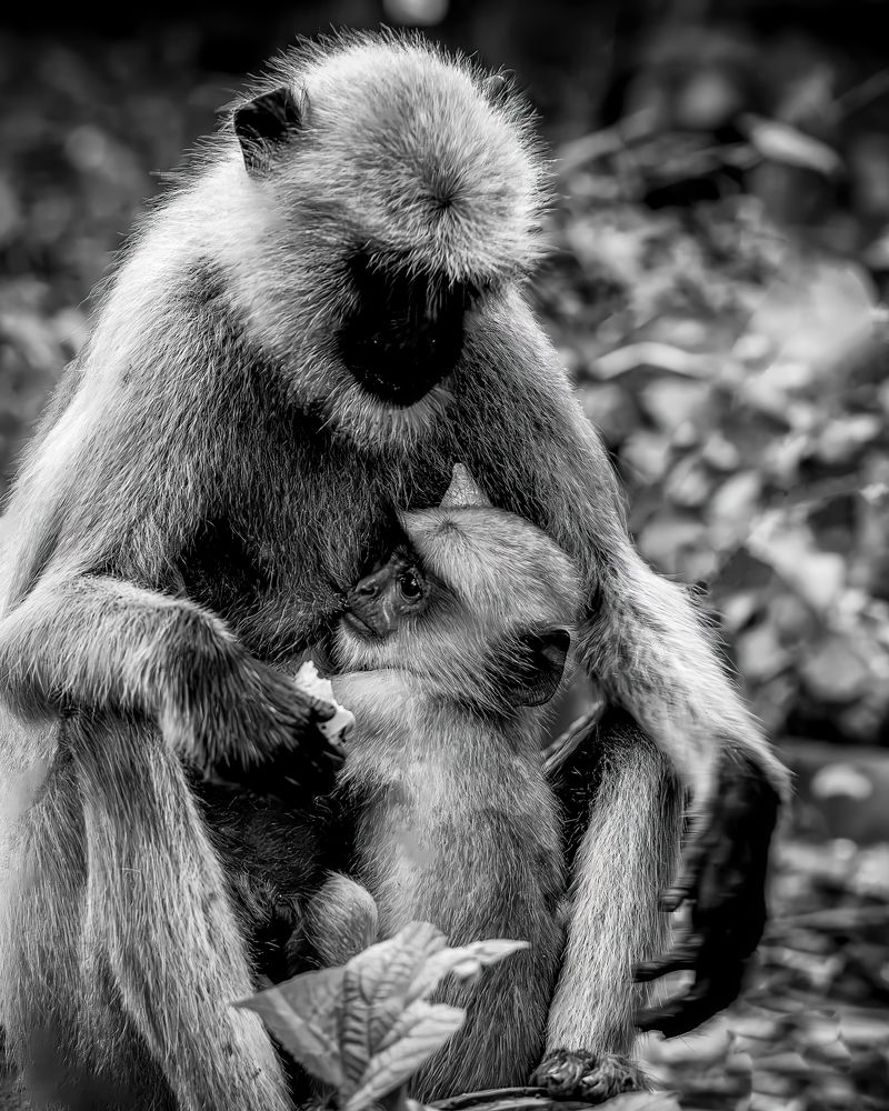 Фотография автора Rajarshi Roy