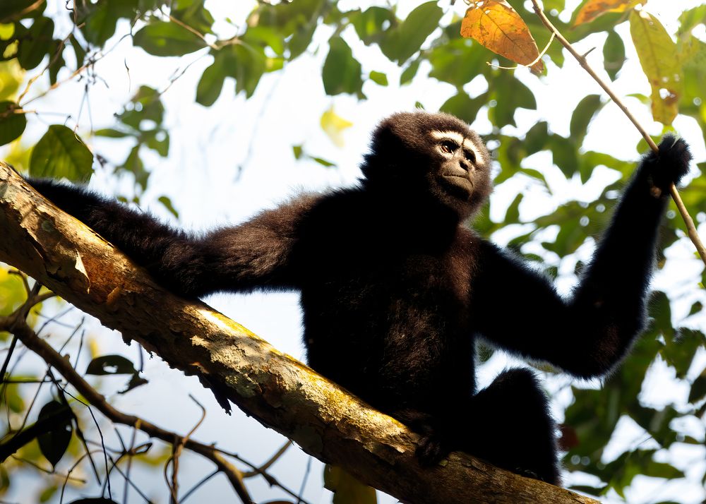 Фотография автора Rajarshi Roy