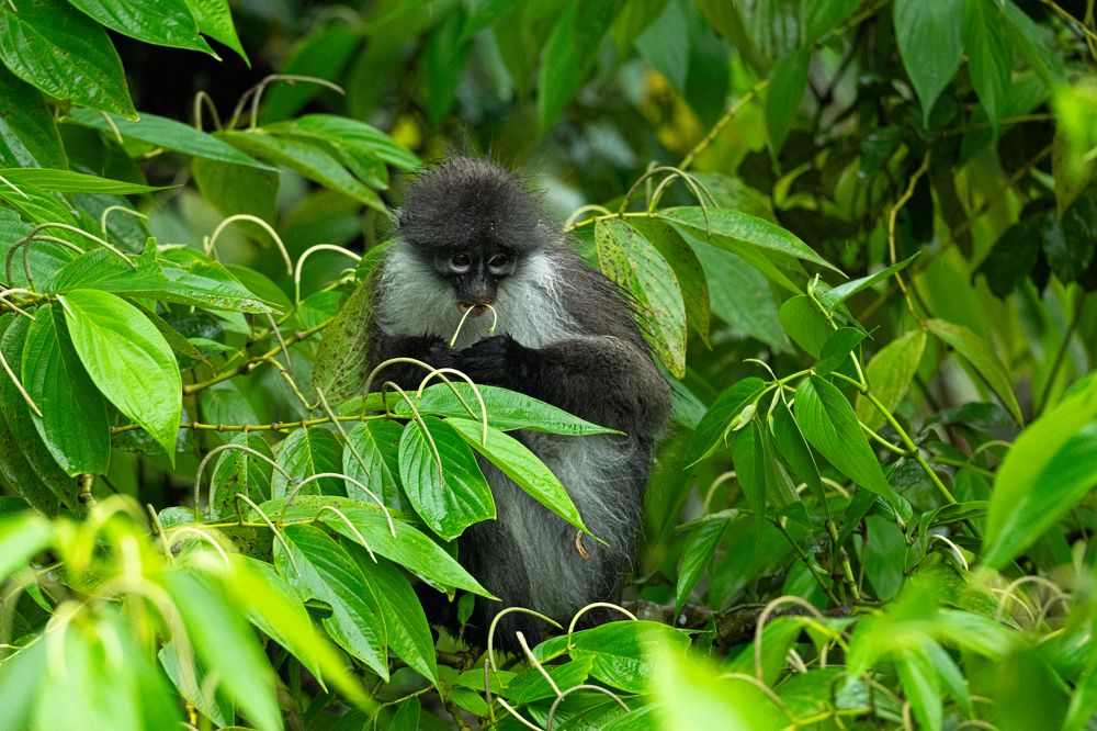 Photograph by Jeirin Anton