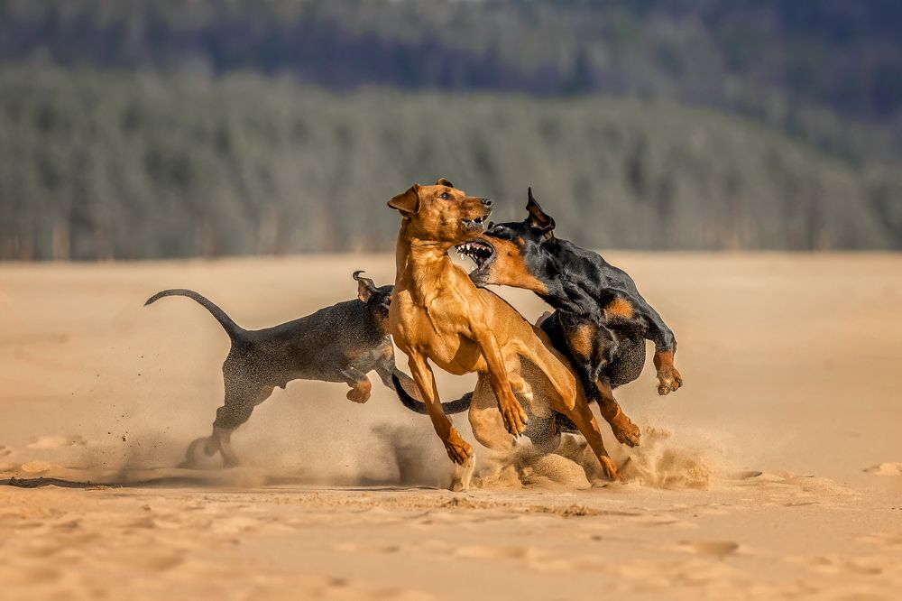 Photograph by Татьяна Тихомирова