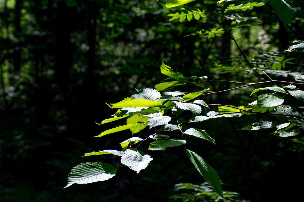 Photograph by Людмила Баймухаметова