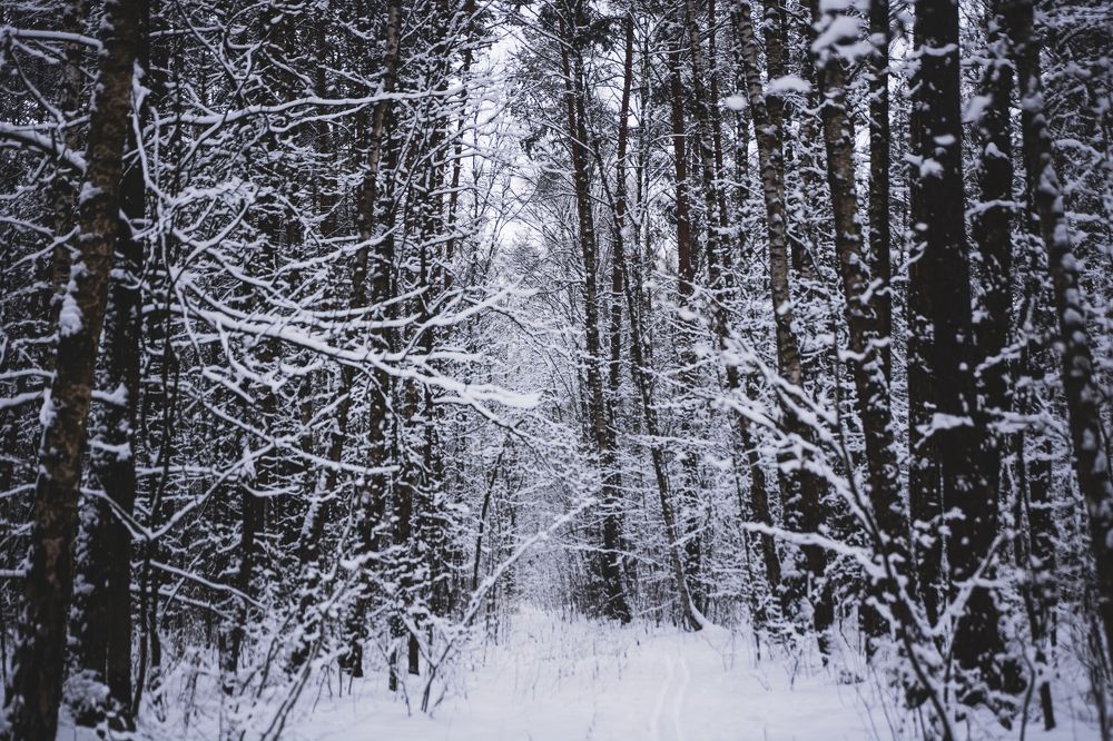 Фотография автора Семён Полторак