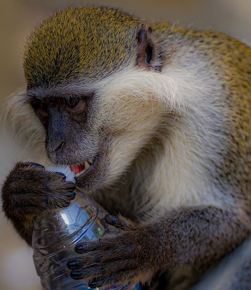 Фотография автора maram ali