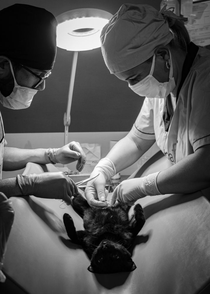 Sin título de la serie Black Dog.