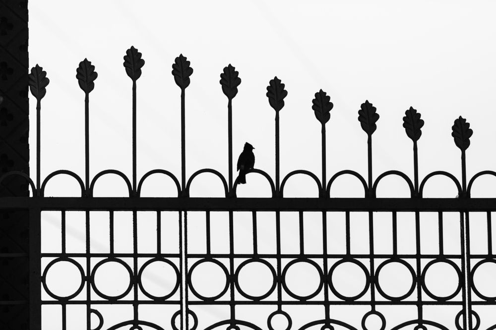 Photograph by Md Matiur Rahman