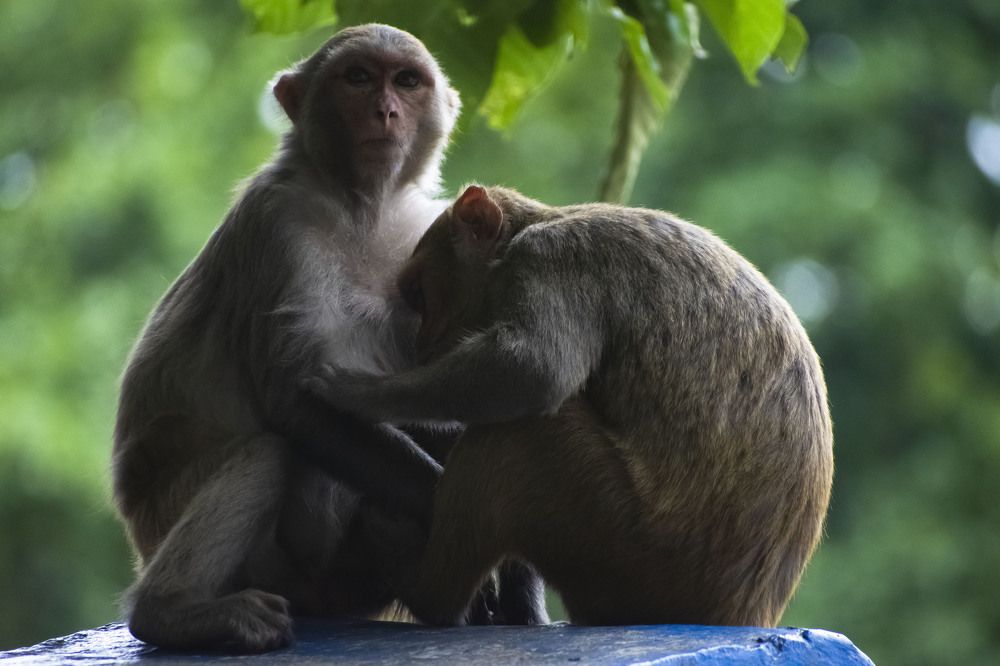 Mammal id:- Indochinese Rhesus macaque