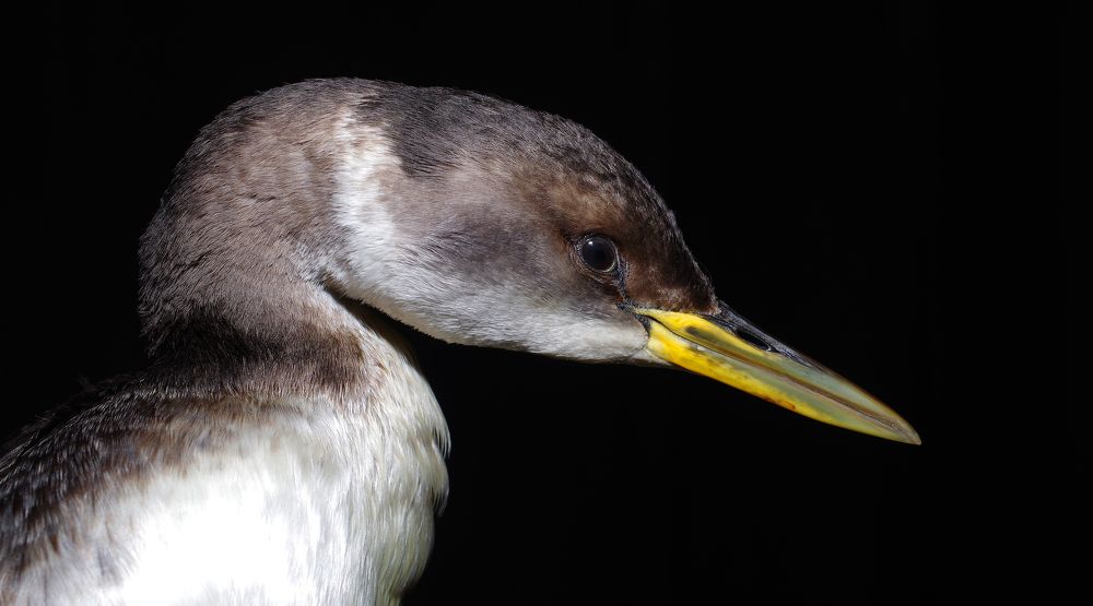 Фотография автора Сергей Гречихин