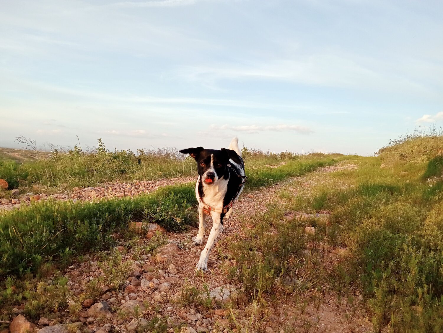Photo #11704194