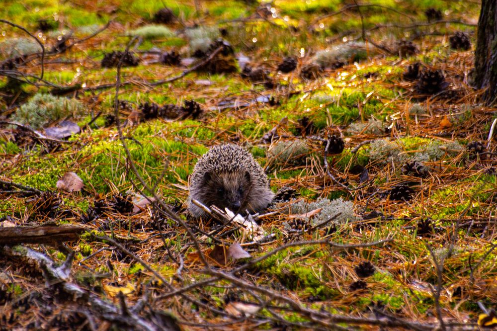 Ёжик в бору