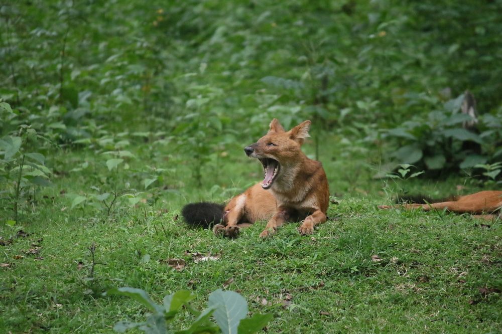 The Asian Wild Dog Yawn