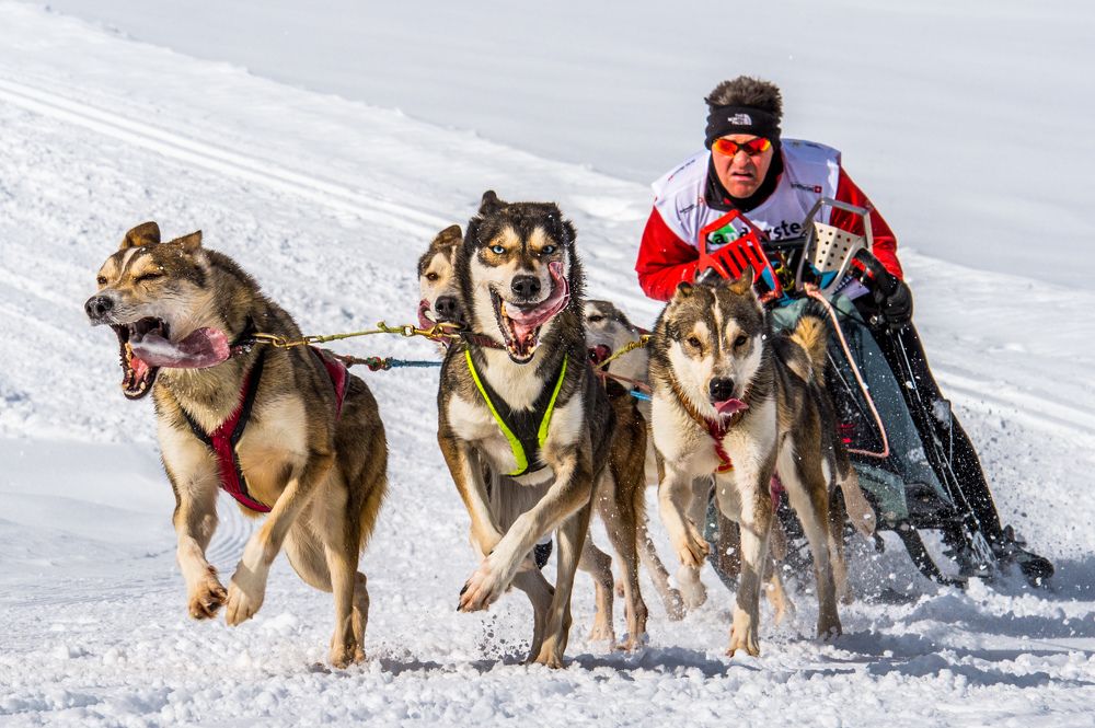 sledgedograce in kandersteg