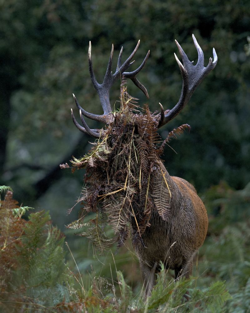 Natural Crown – A Photo Series