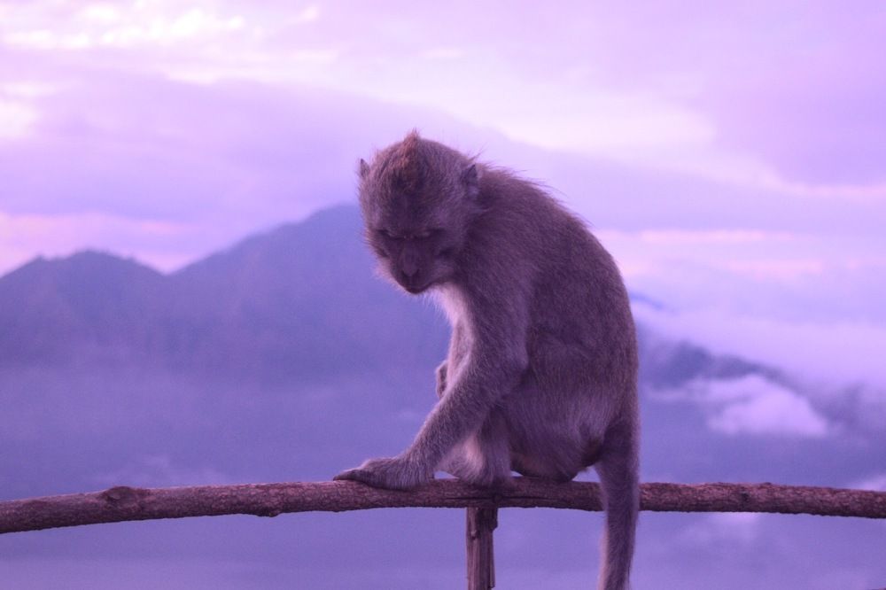 Photograph by Marcos Levy