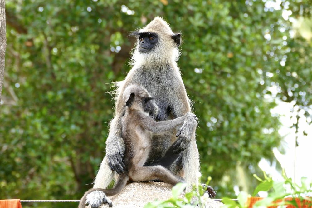 Explorer the surroundings