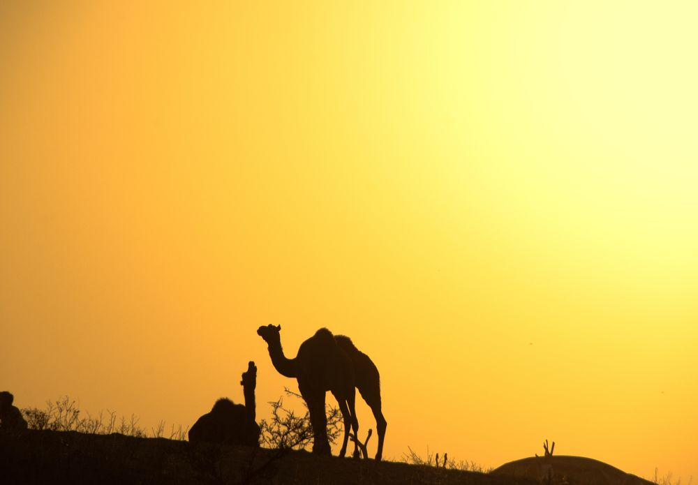 Photograph by prashant bamnawat