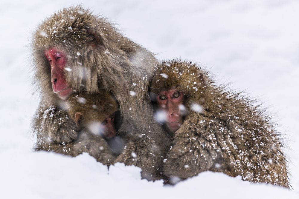 Photograph by Kurashima Daisuke