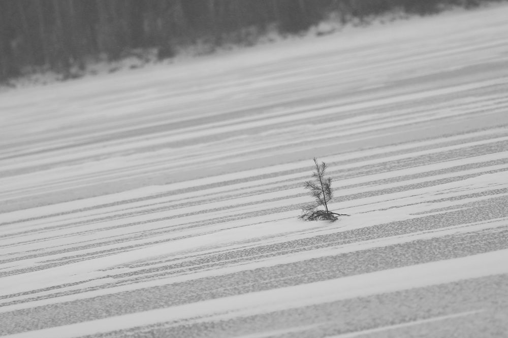 Фотография автора Колосова Елена