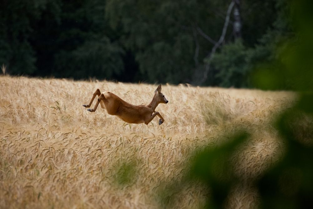 A deer running away from a photographer.