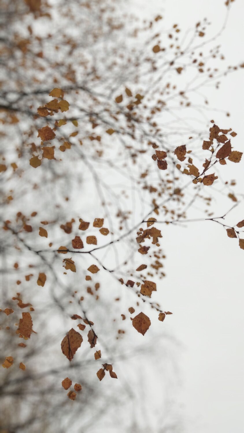 Photo #11704574