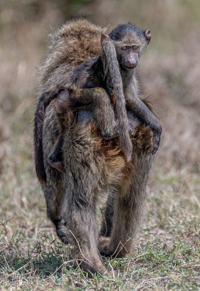 Photograph by Syed Ahmar Amjad