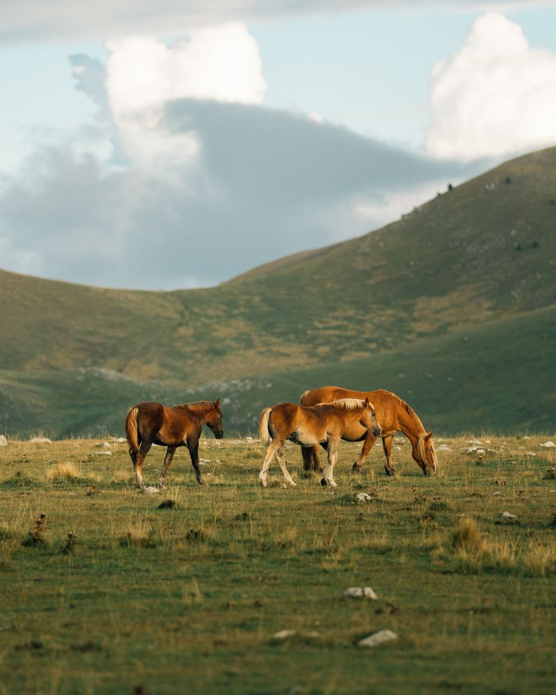 Фотография автора Davide Oricchio