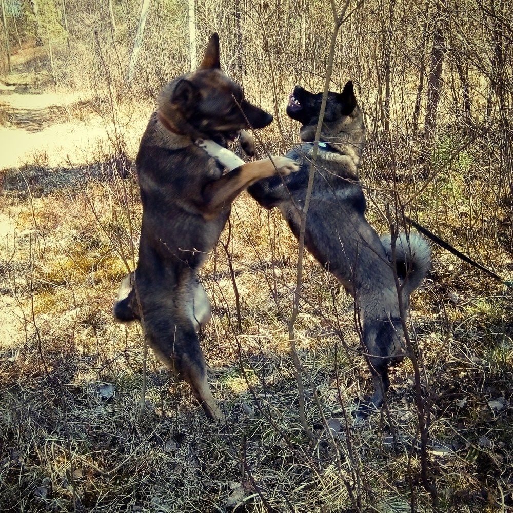 Photograph by Людмила Ковалева