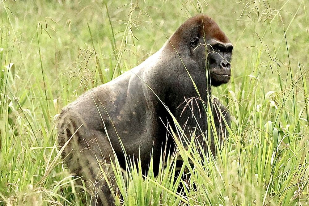 Глава семьи