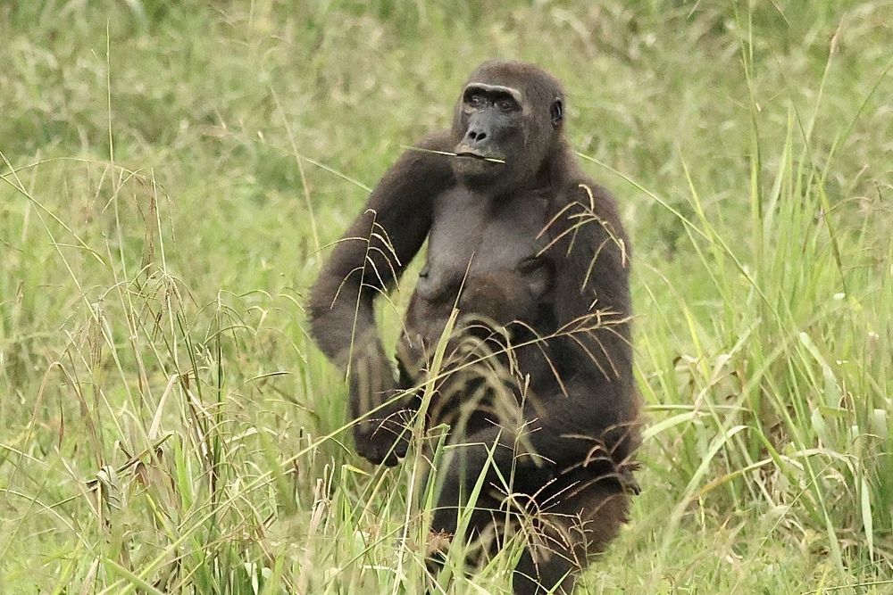 Мама-горилла