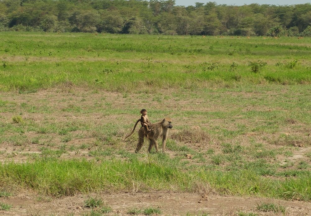 Фотография автора Наталья Липовская