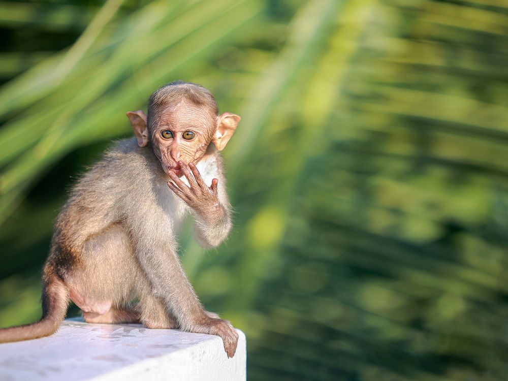 Photograph by Karunakaran Ramalingam