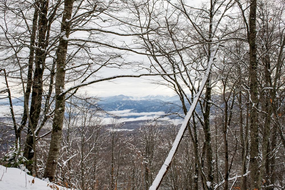 Photograph by Цибуляк Анна