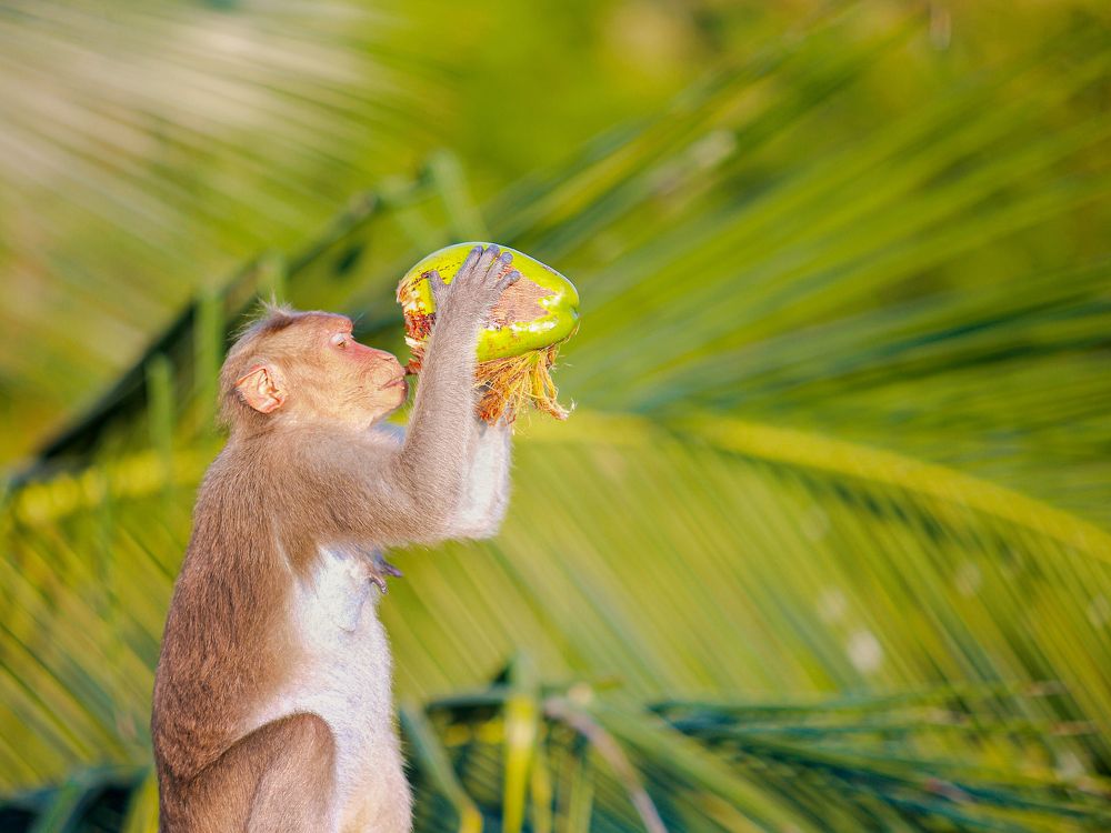 Photograph by Karunakaran Ramalingam