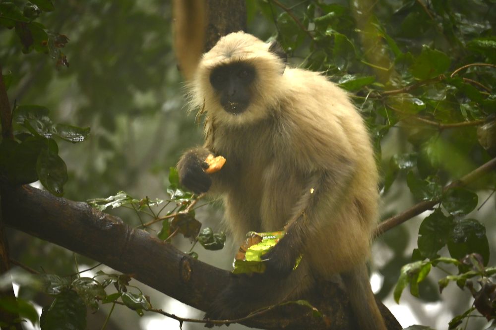 Misty Morning: Langur in the Wild