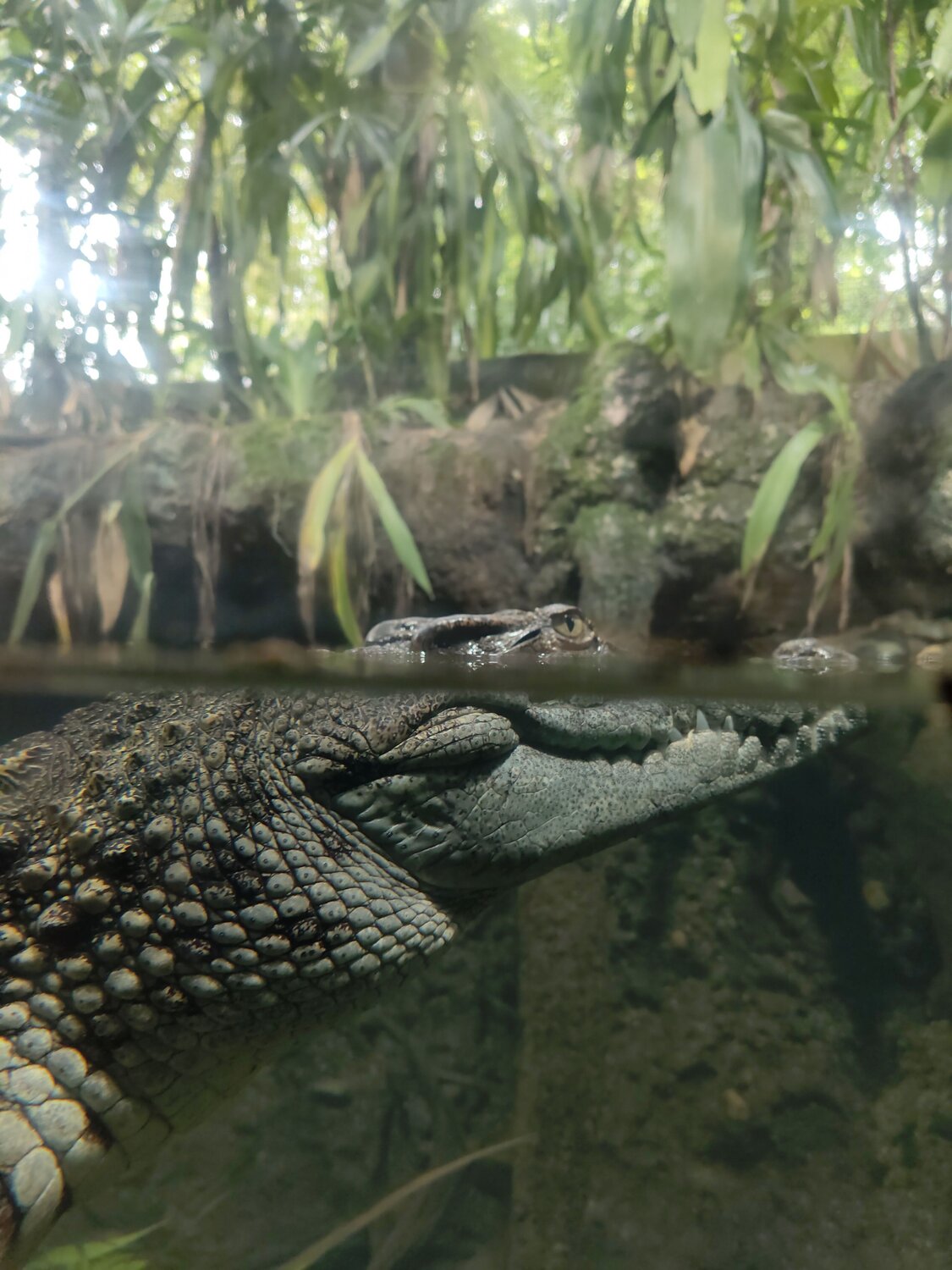 Photo #11705218