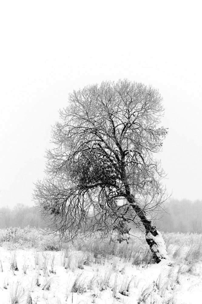 Photograph by Сергей Пиголкин