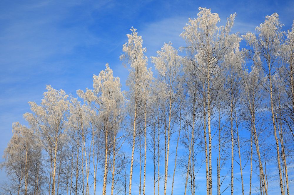 Photograph by Елена Анучина